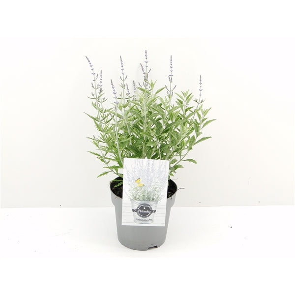 Perovskia atriplicifolia &
