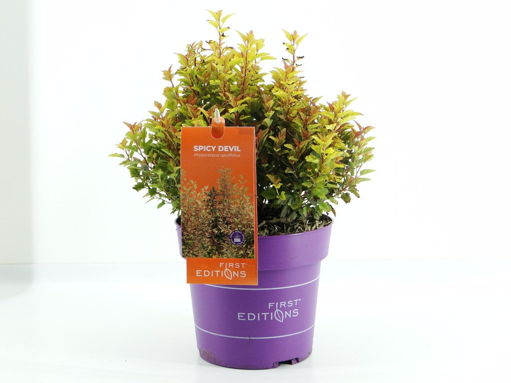 Physocarpus opulifolius &