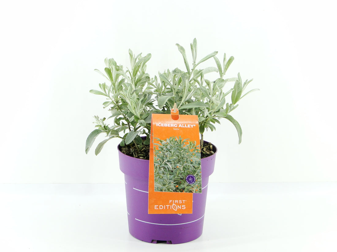 Salix &