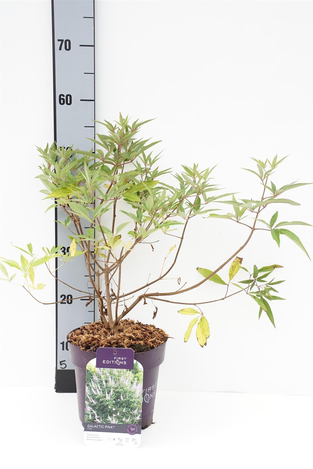 Vitex agnus-castus &