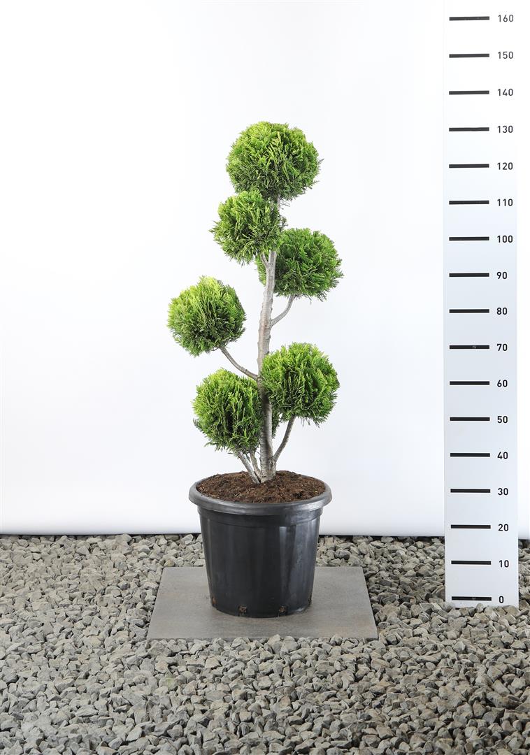 Chamaecyparis lawsoniana &
