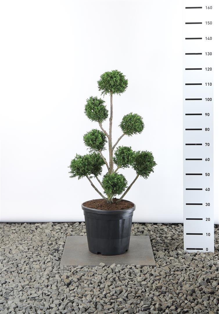 Chamaecyparis obtusa &