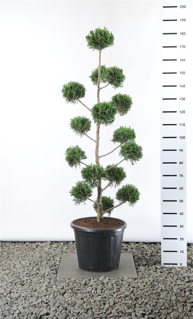 Cupressocyparis leylandii MULTIB 140-160 cm C35 (35 liters kruka)