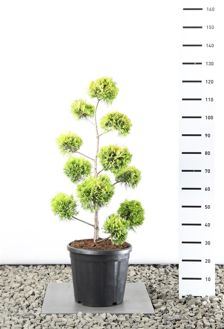 Cupressocyparis l. &