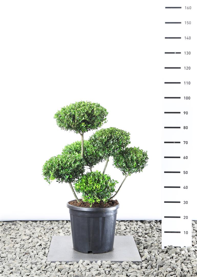 Ilex crenata &