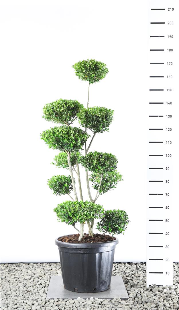 Ilex crenata &