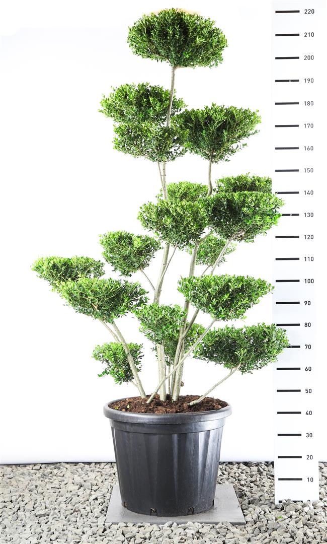 Ilex crenata &
