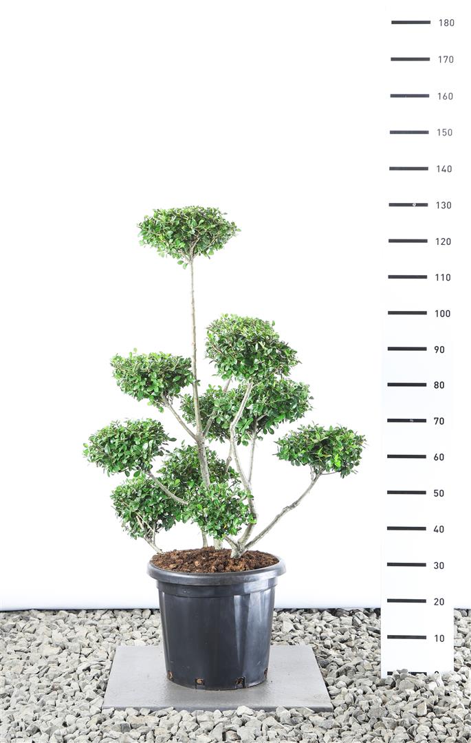 Ilex crenata &
