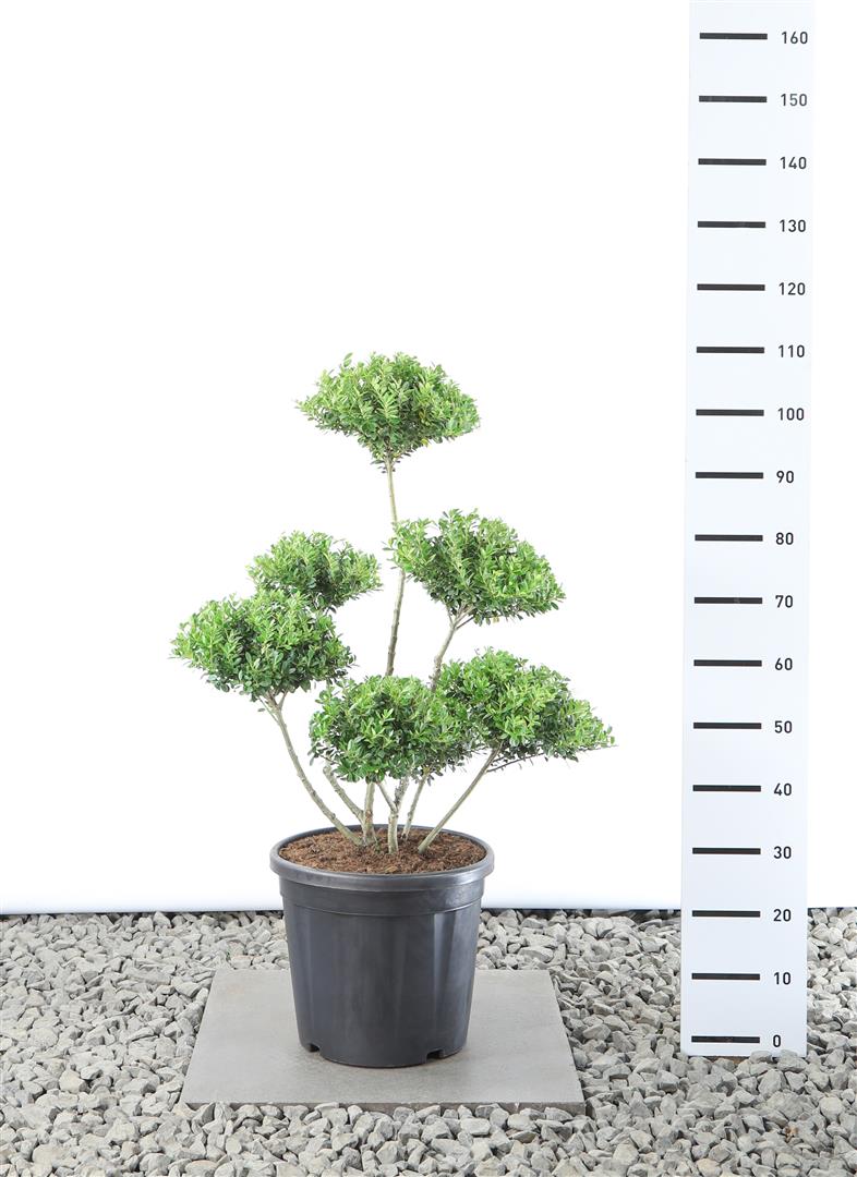 Ilex maximowicziana kanehirae platå 60-80 cm C25 (25 liters kruka)