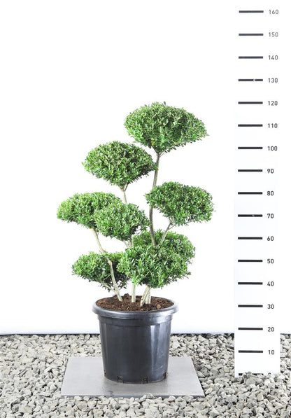 Ilex maximowicziana kanehirae platåklippt 80-100 cm Extra C25 (25 liters kruka)