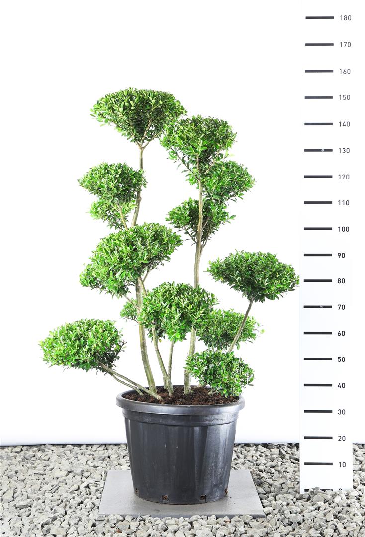 Ilex maximowicziana kanehirae 100-125 cm C25 (25 liters kruka)