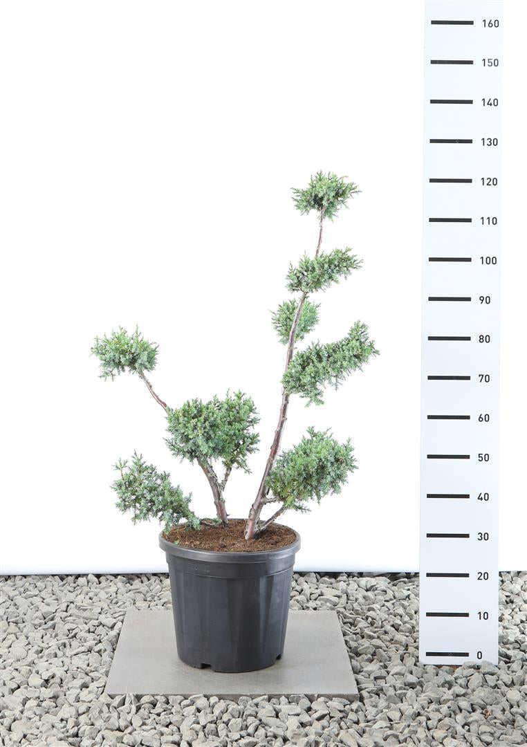 Juniperus chinensis &