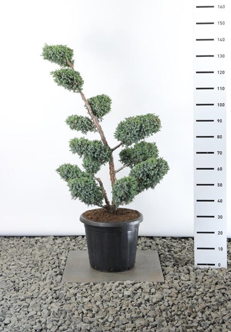 Juniperus chinensis &