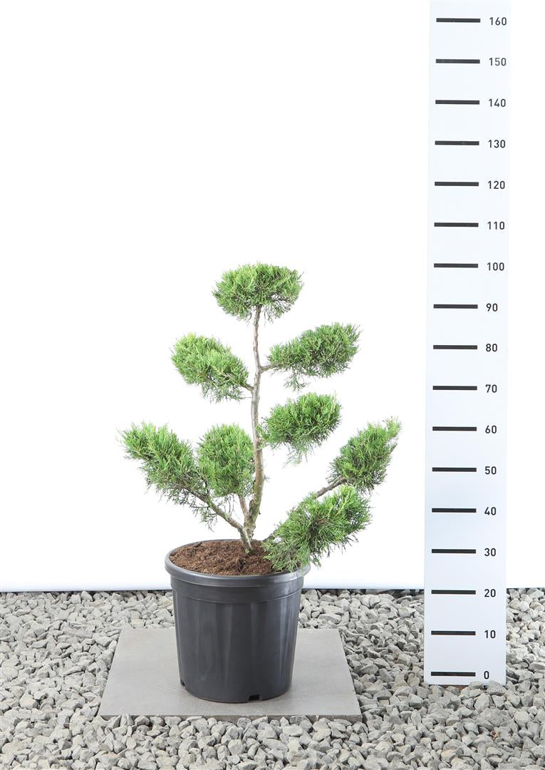Juniperus chin. &