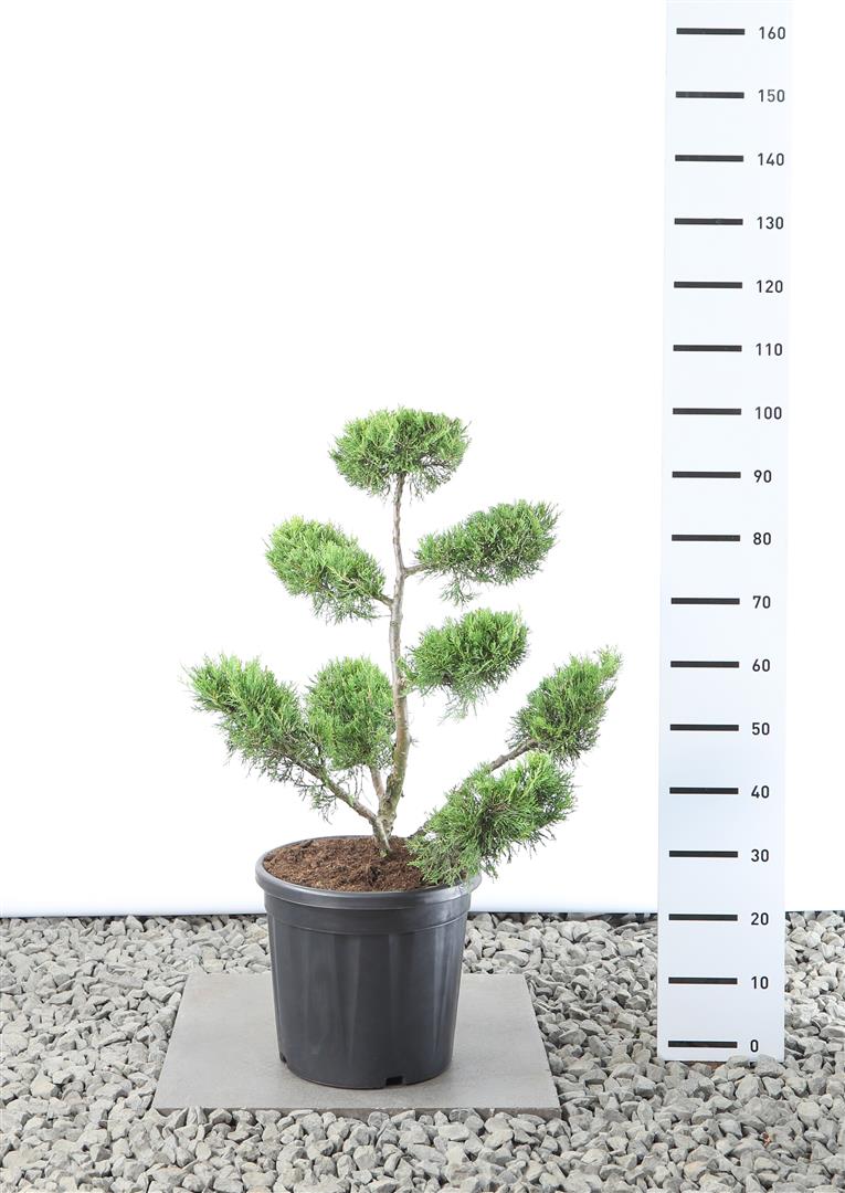 Juniperus chin. &