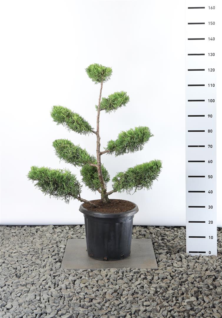 Juniperus chin. &