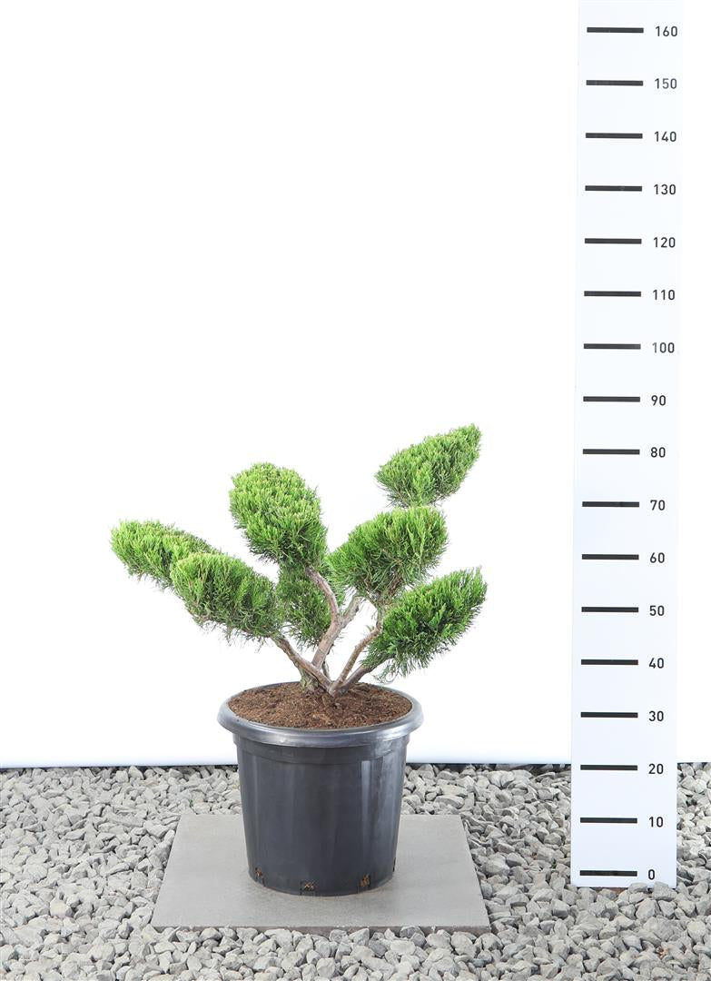Juniperus pf. &
