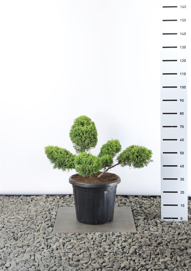 Juniperus pf. &