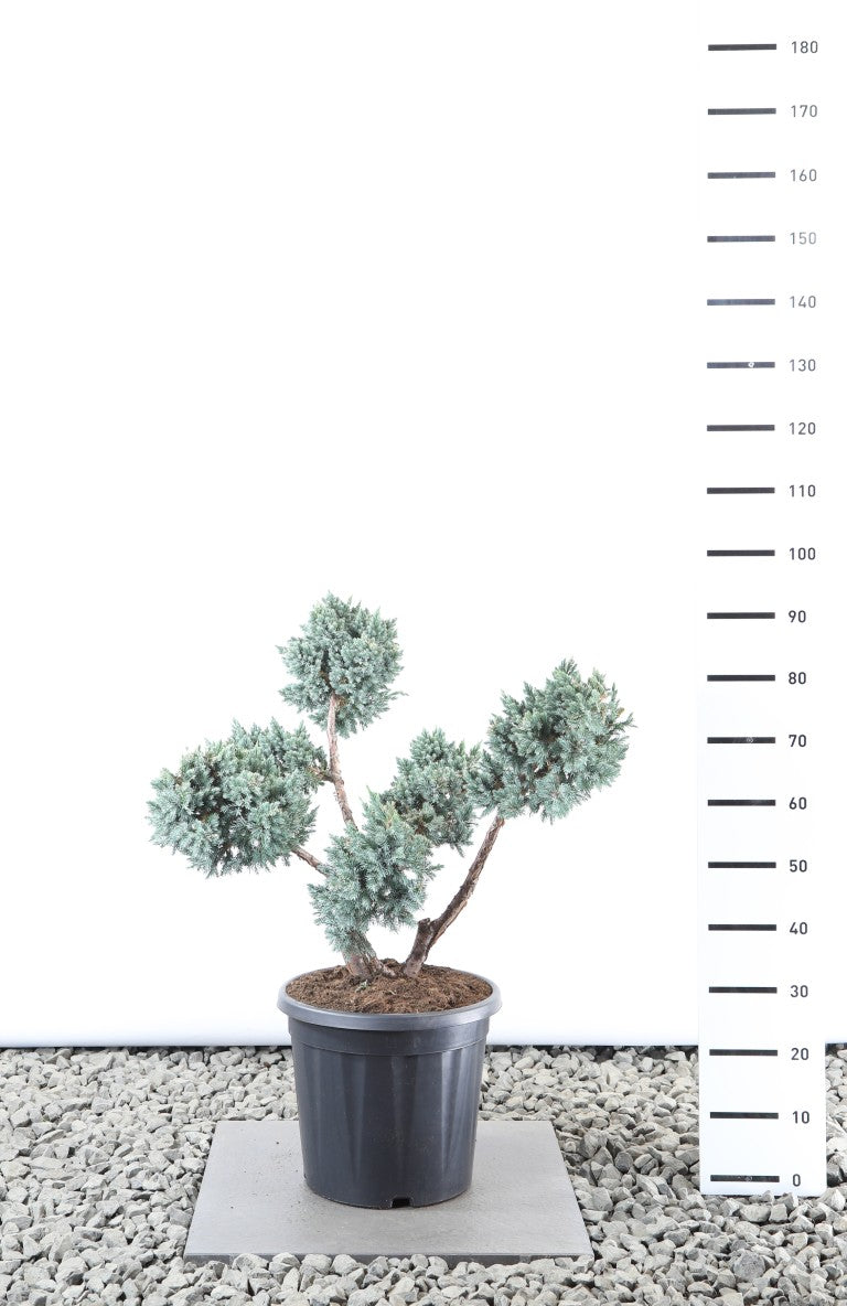 Juniperus squa. &