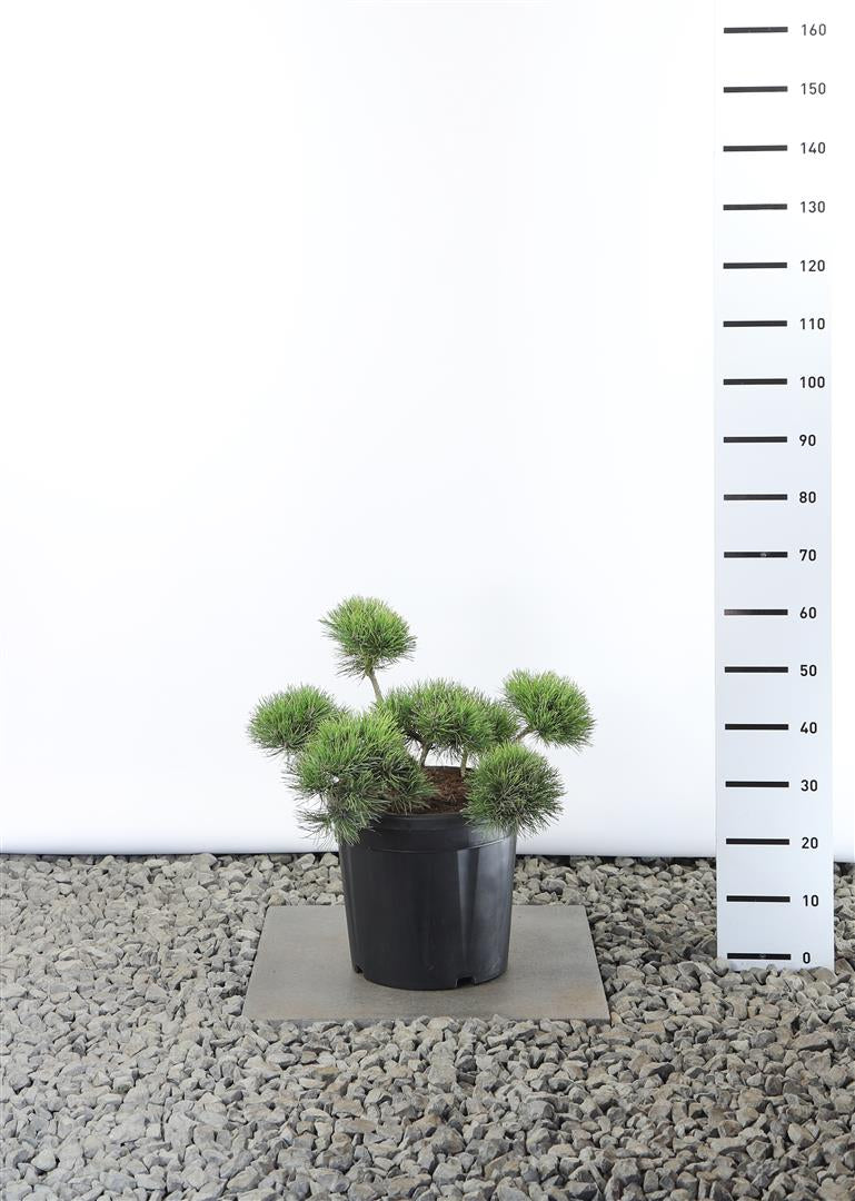 Pinus mugo mugo (mughus) Platå 40-50 cm C25 (25 liters kruka)