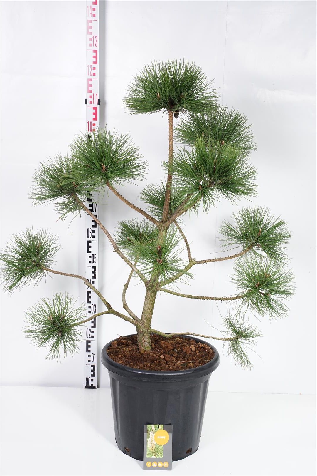 Pinus nigra nigra PLATEAU 80-100 cm C25 (25 liters kruka)
