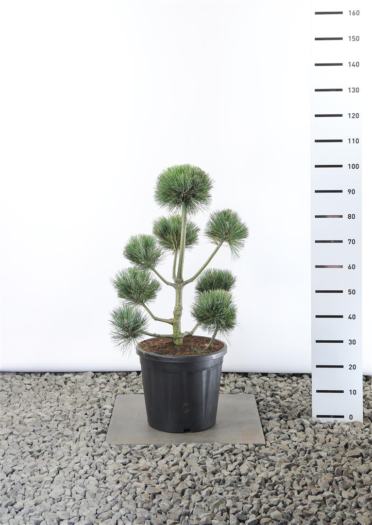 Pinus peuce Plateau 60-80 cm C20 (20 liters kruka)