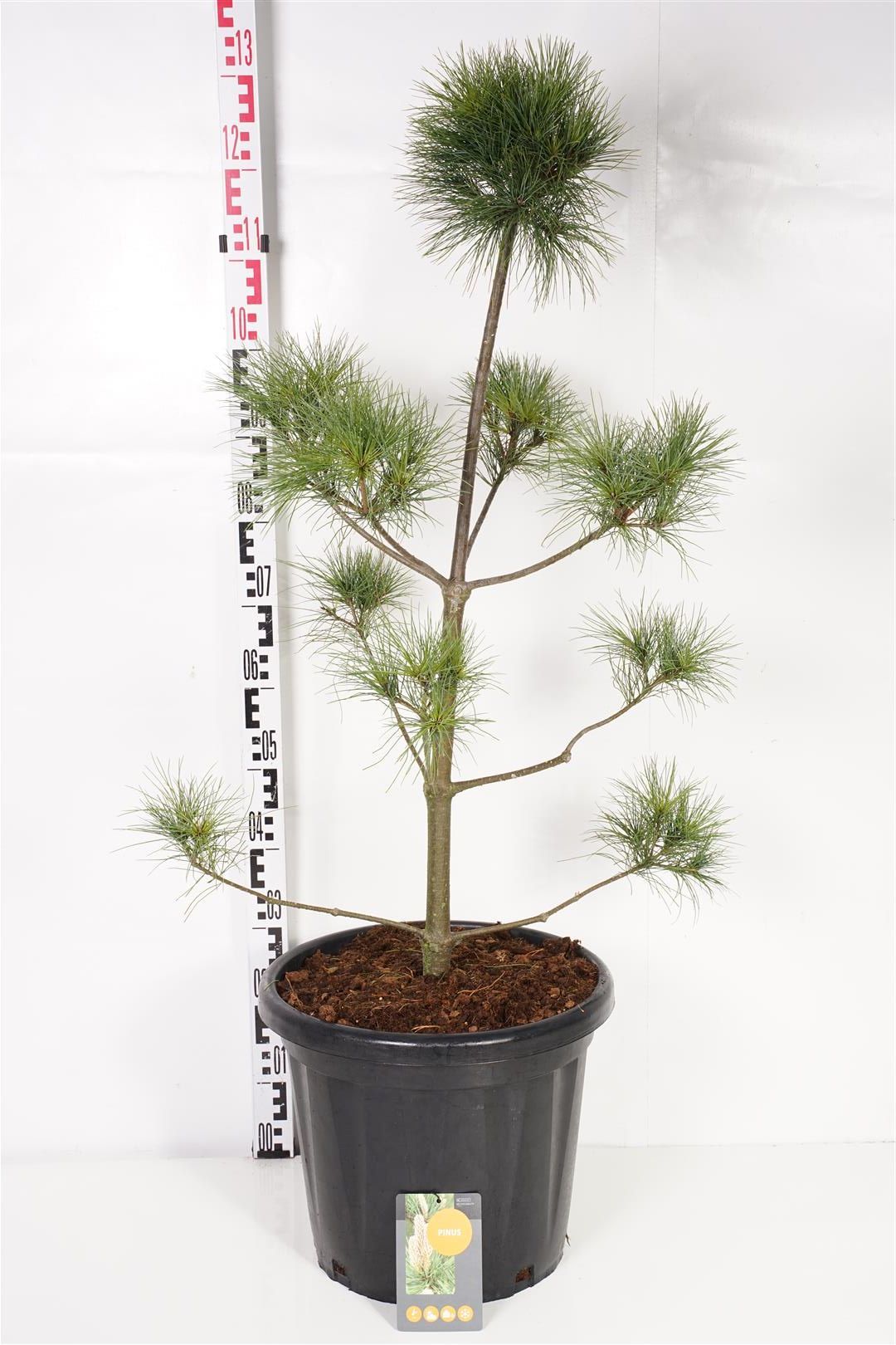 Pinus strobus Plateau 80-100 cm C25 (25 liters kruka)