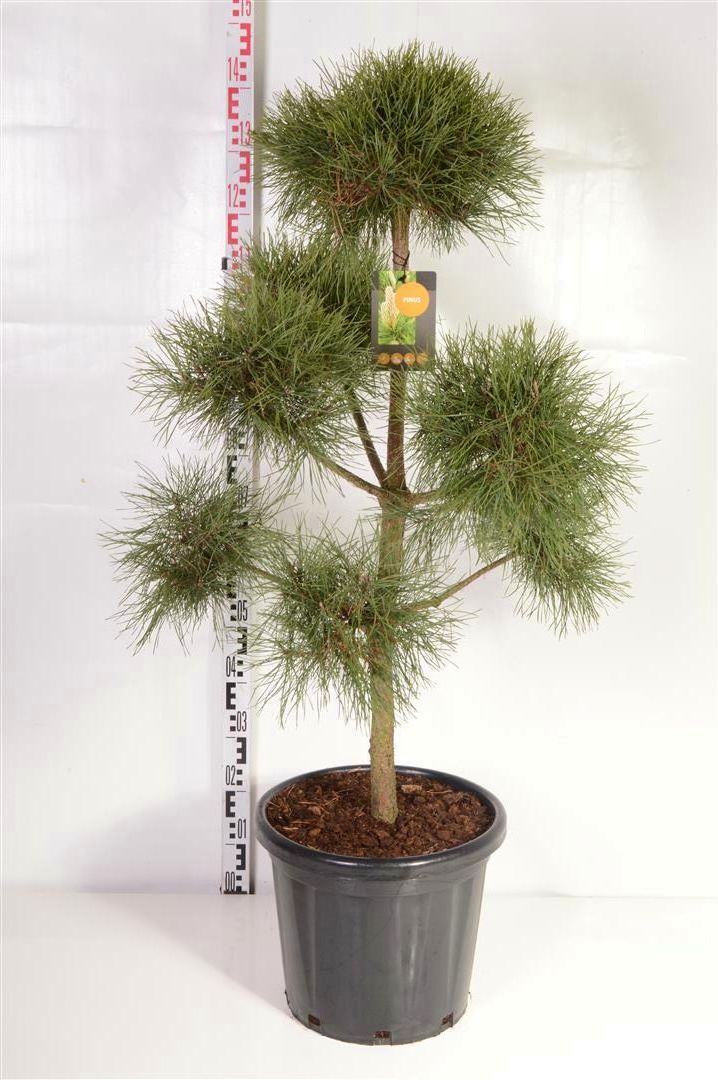 Pinus sylvestris Plateau 80-100 cm C25 (25 liters kruka)