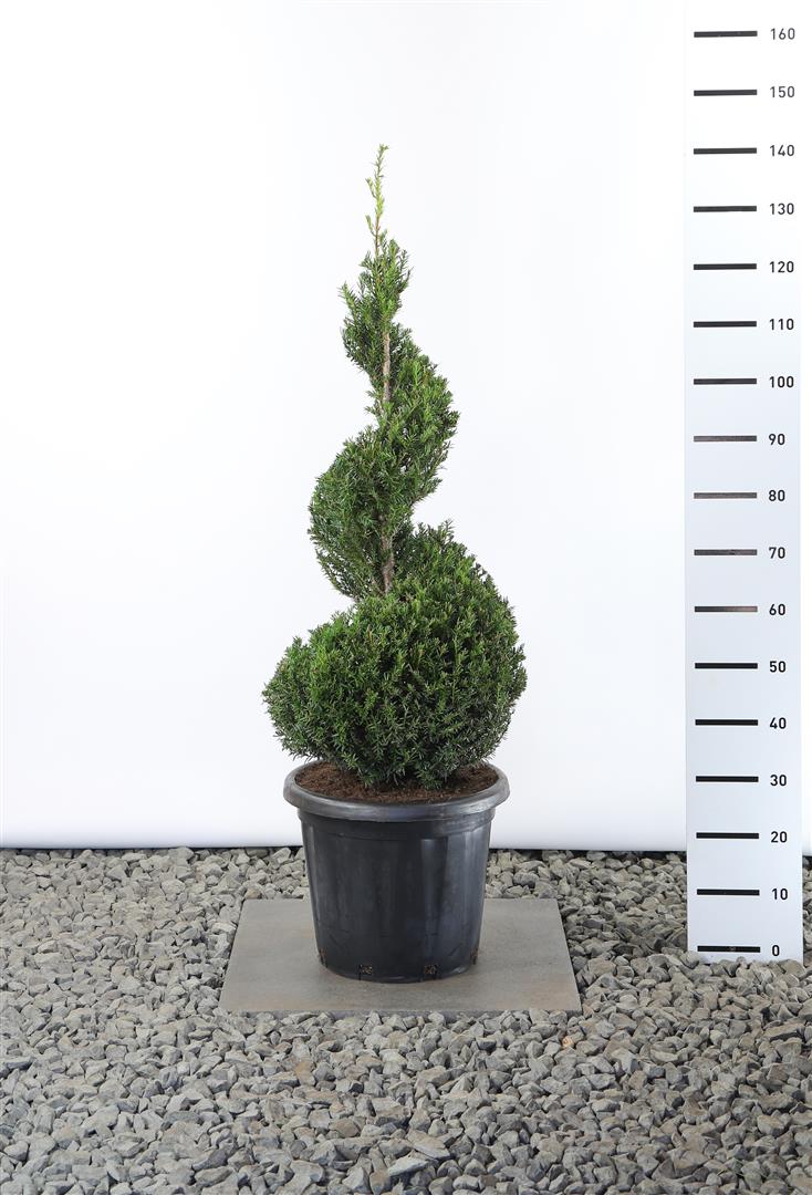 Taxus baccata 100-125 cm C25 (25 liters kruka)
