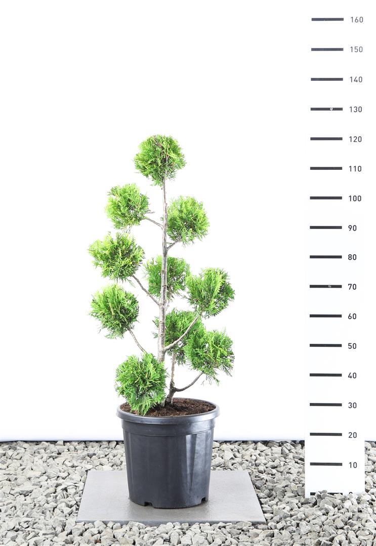 Thuja occidentalis &