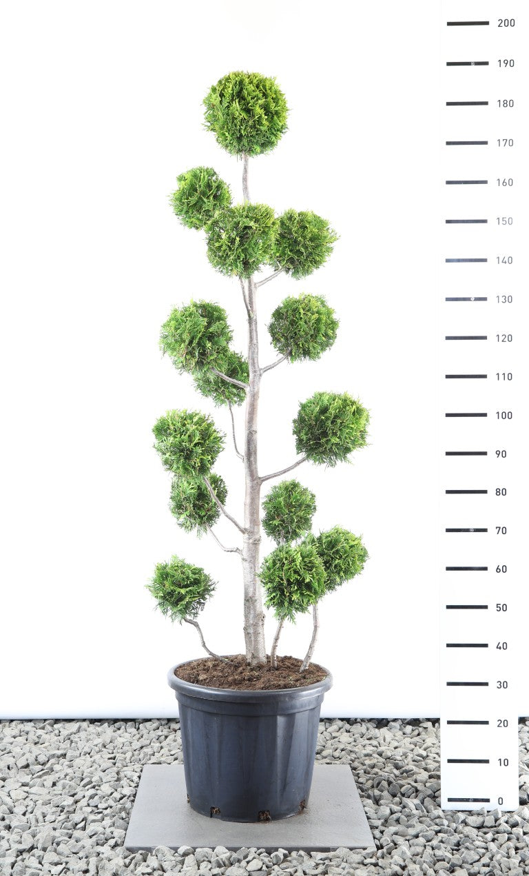 Thuja occidentalis &