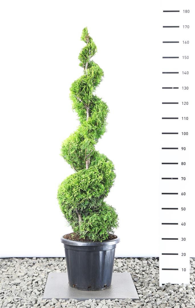 Thuja occidentalis &