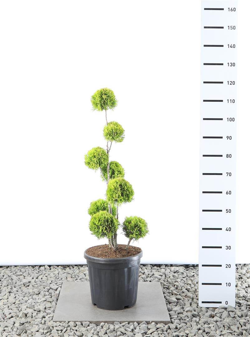 Thuja occidentalis &