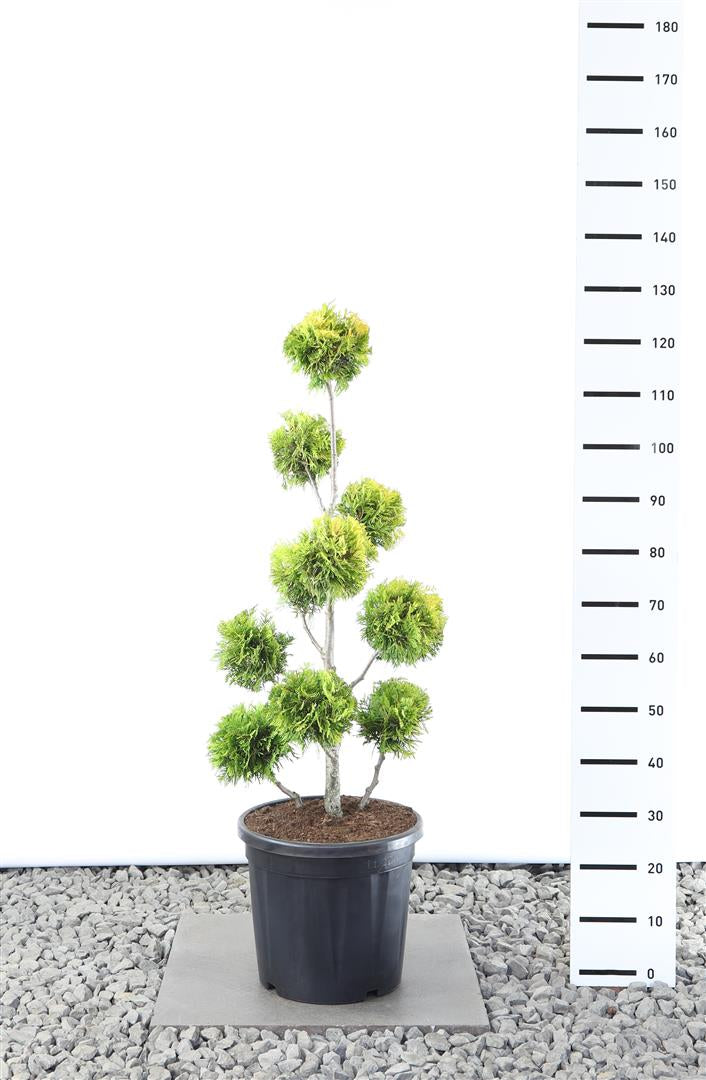 Thuja occidentalis &