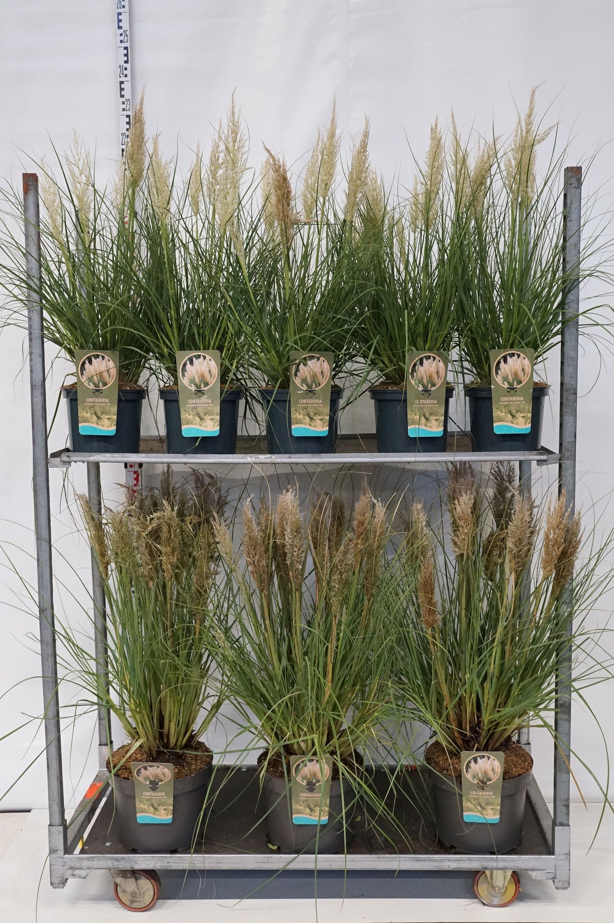 Cortaderia sell. &