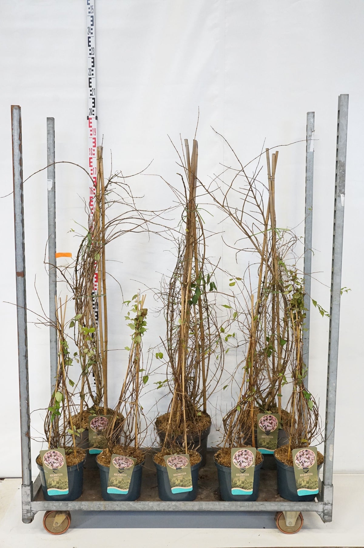 Kolkwitzia amabilis MIX CC (35 st)
