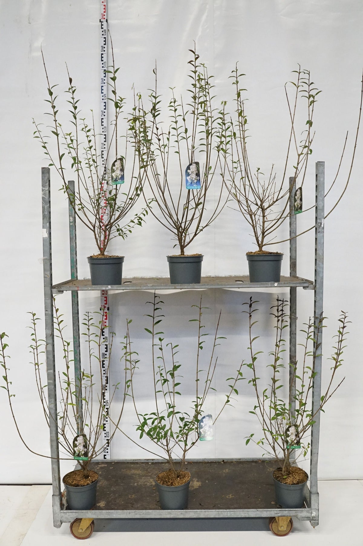 Ligustrum vulg. &