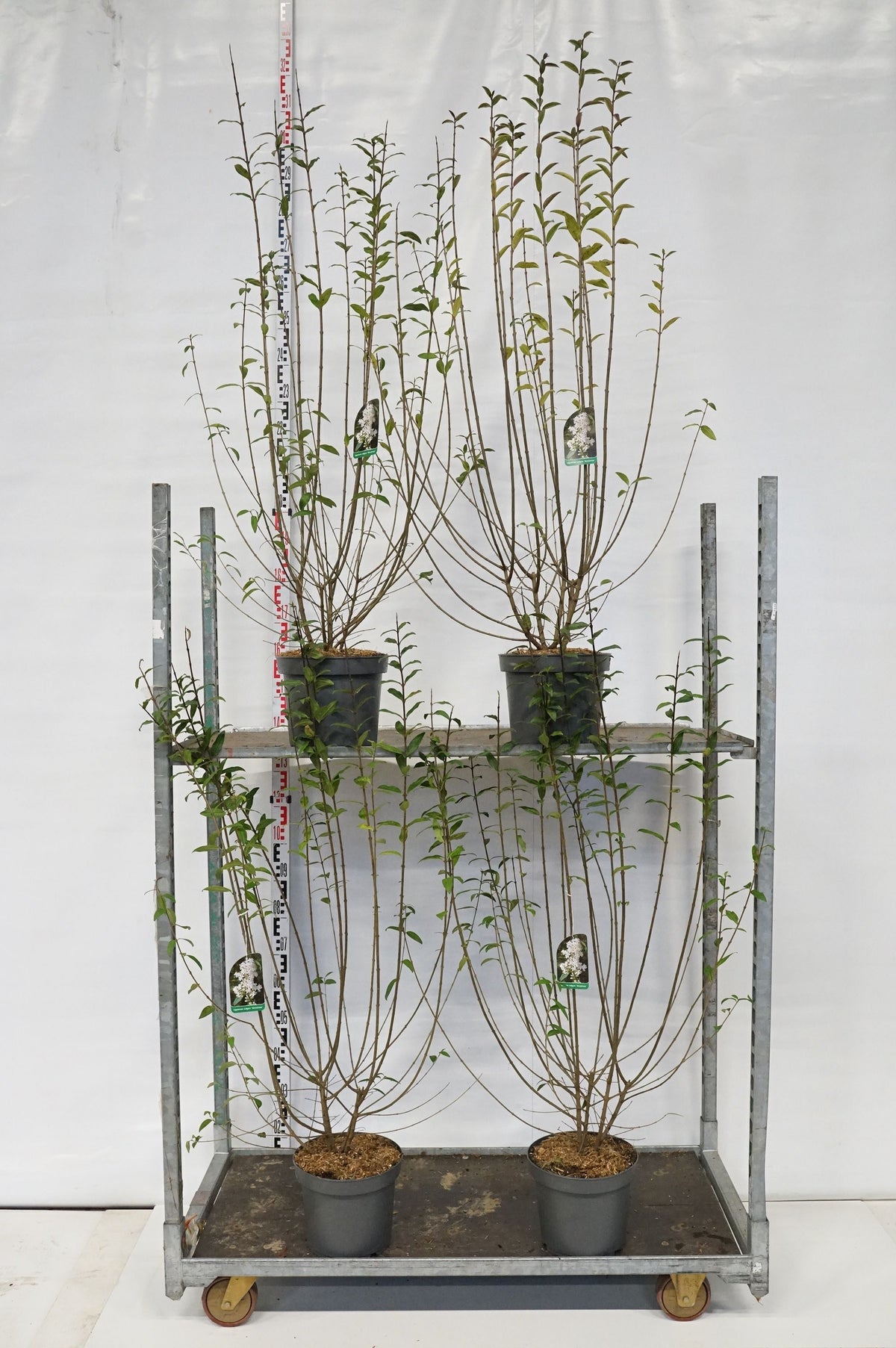Ligustrum vulg. &