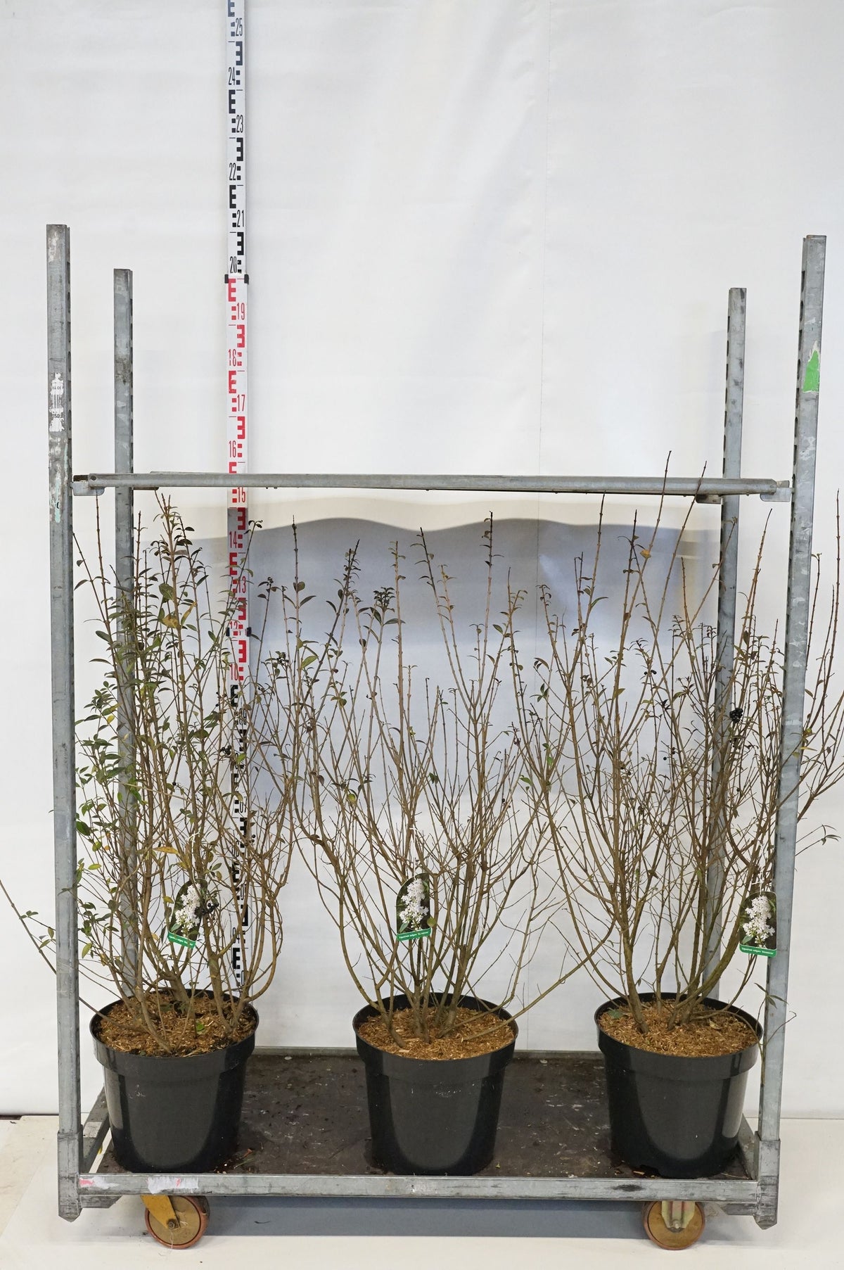Ligustrum vulg. &