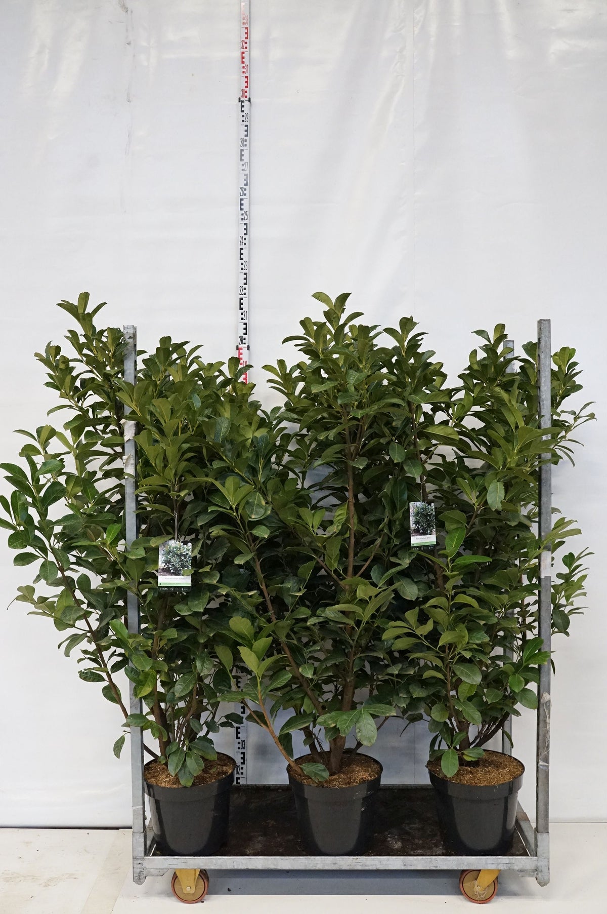 Prunus laurocerasus &