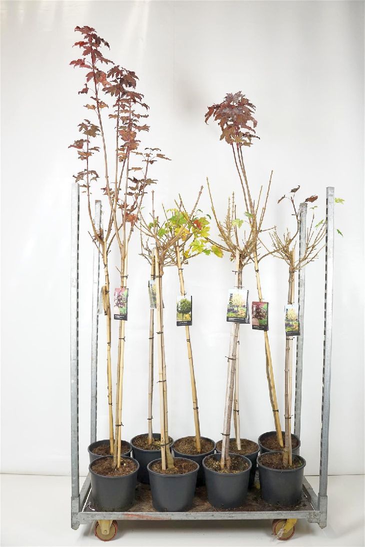 Acer platanoides mix 100 cm stam C10 (10 liters kruka)