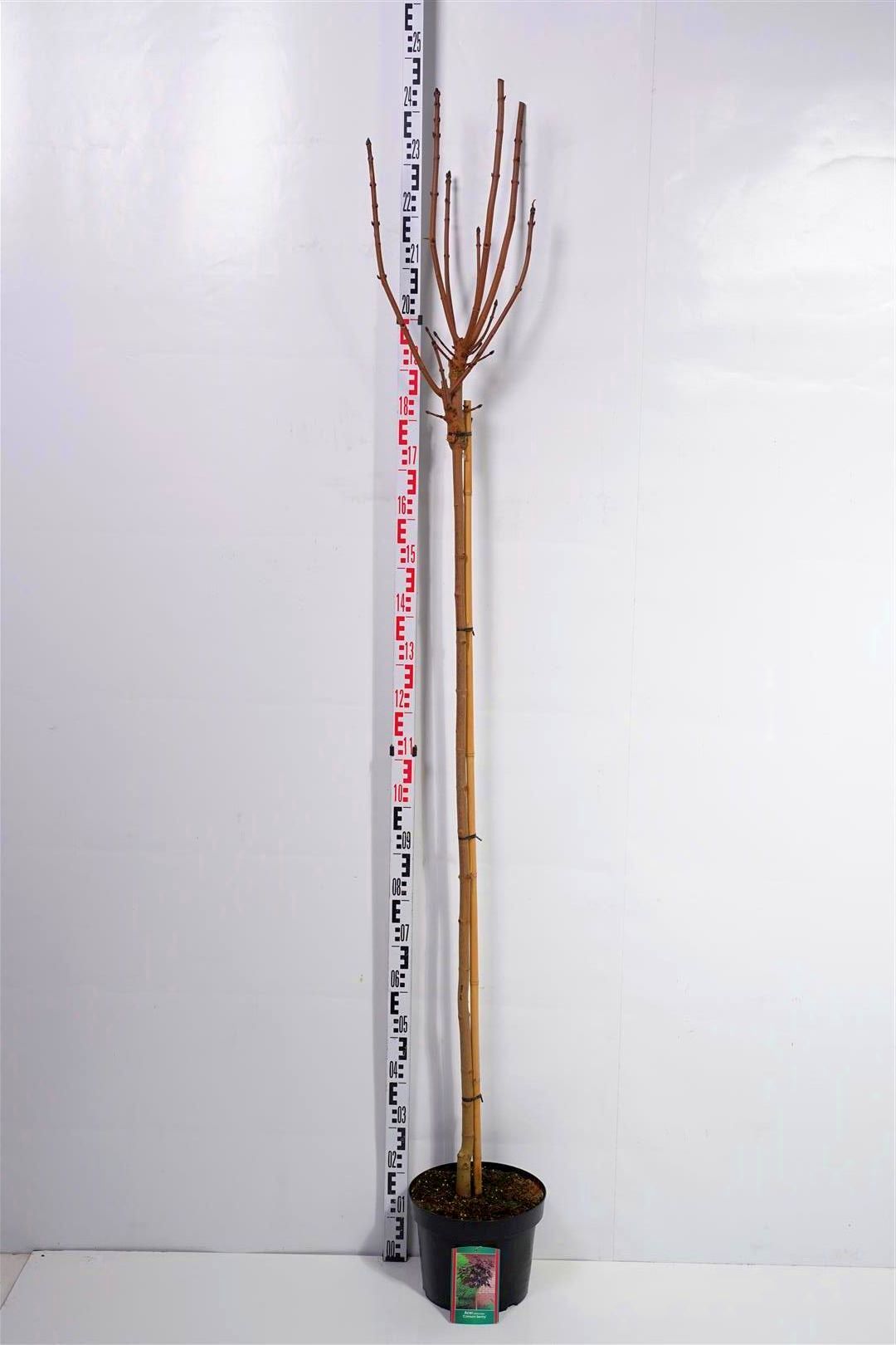 Acer platanoides &