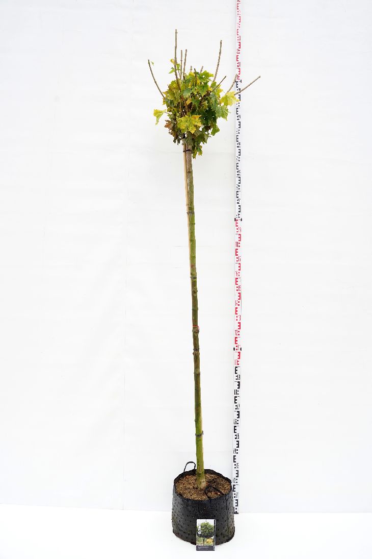 Acer platanoides &