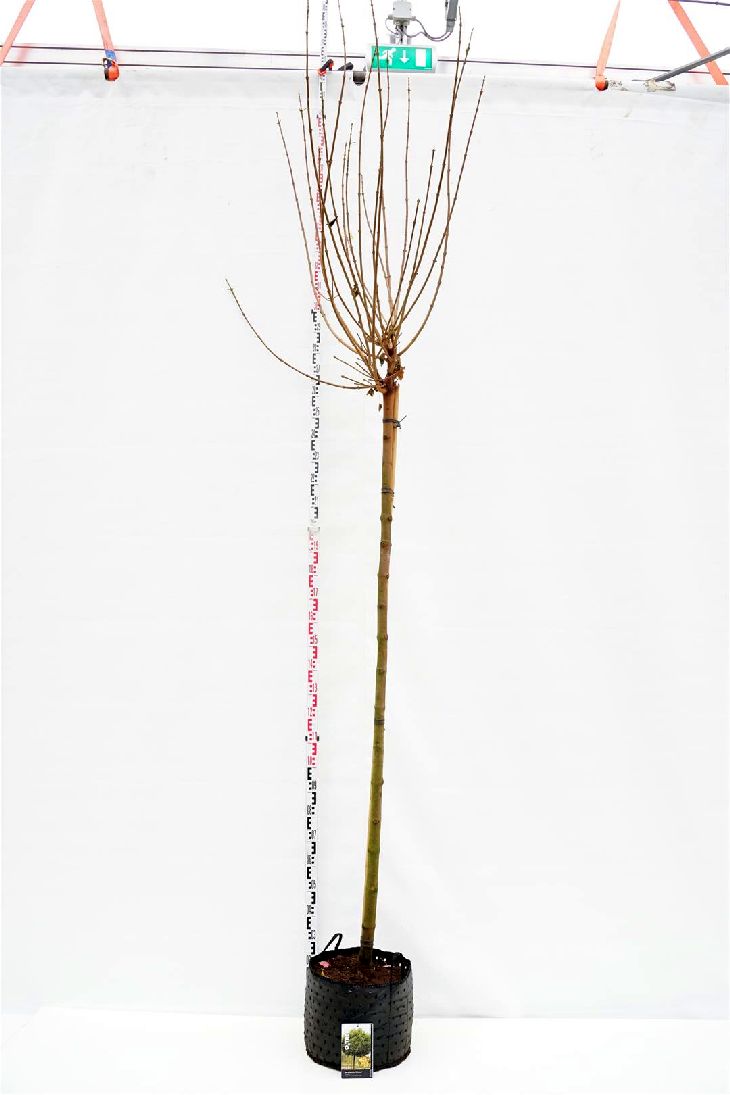 Klotlönn Acer platanoides &