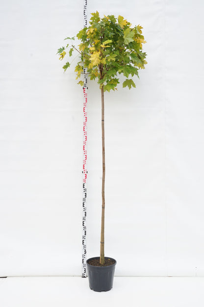 Acer platanoides &
