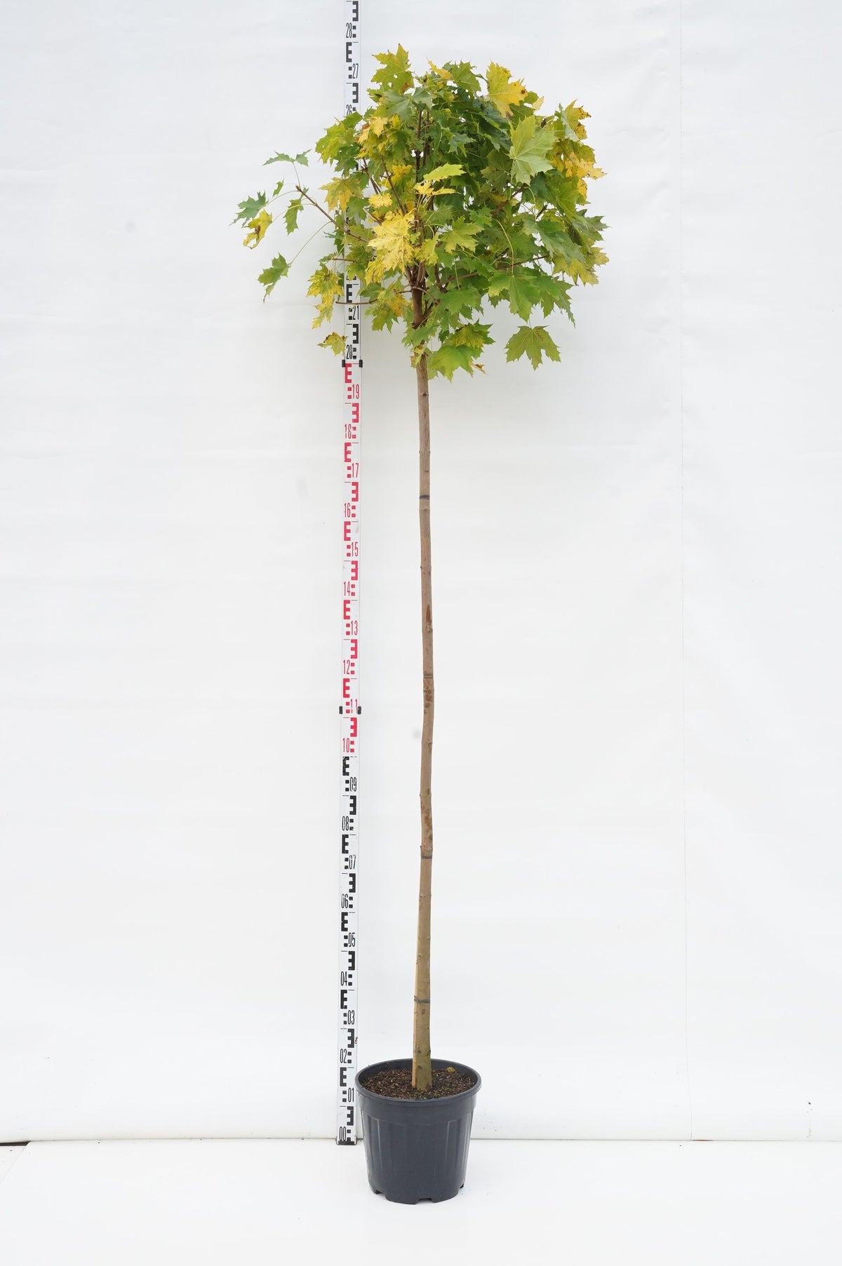 Acer platanoides &