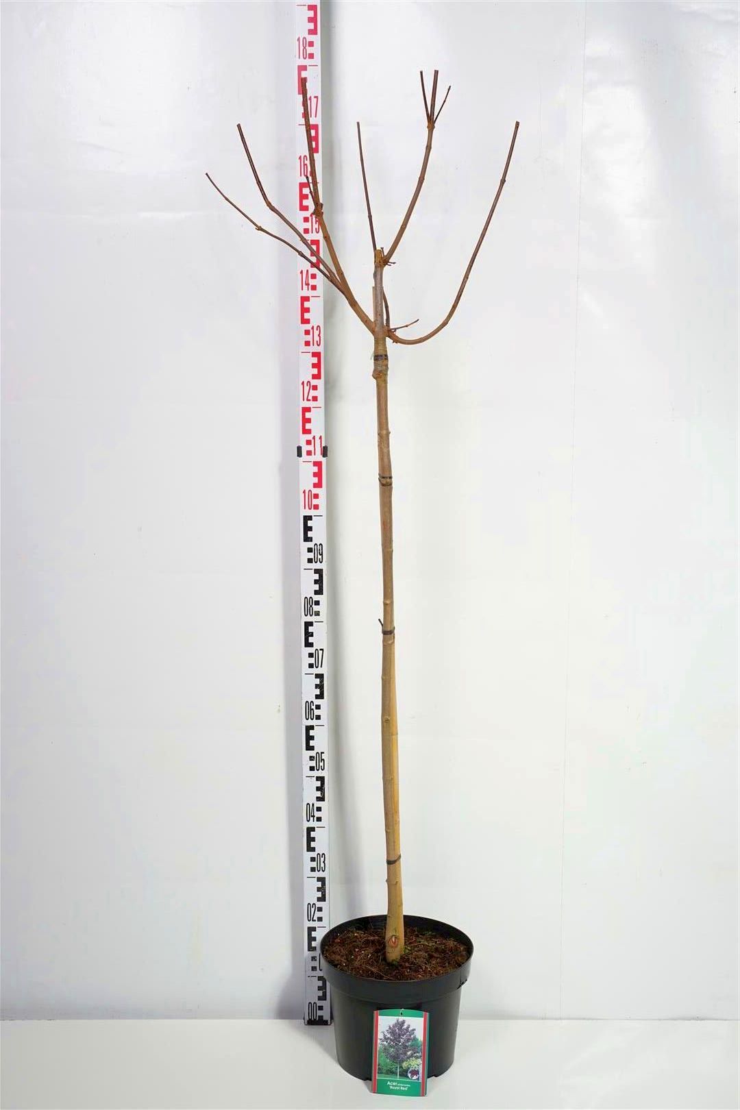 Acer platanoides &