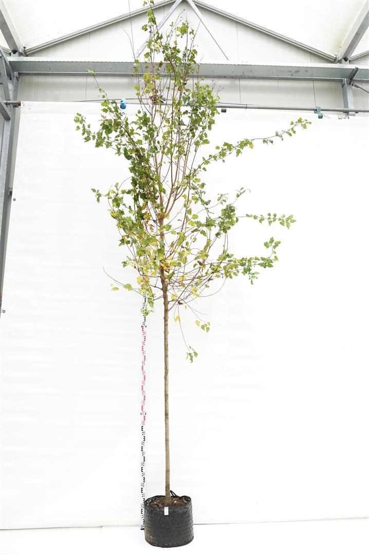 Acer tataricum ginnala stamomfång 10-12 cm C25 (25 liters kruka)