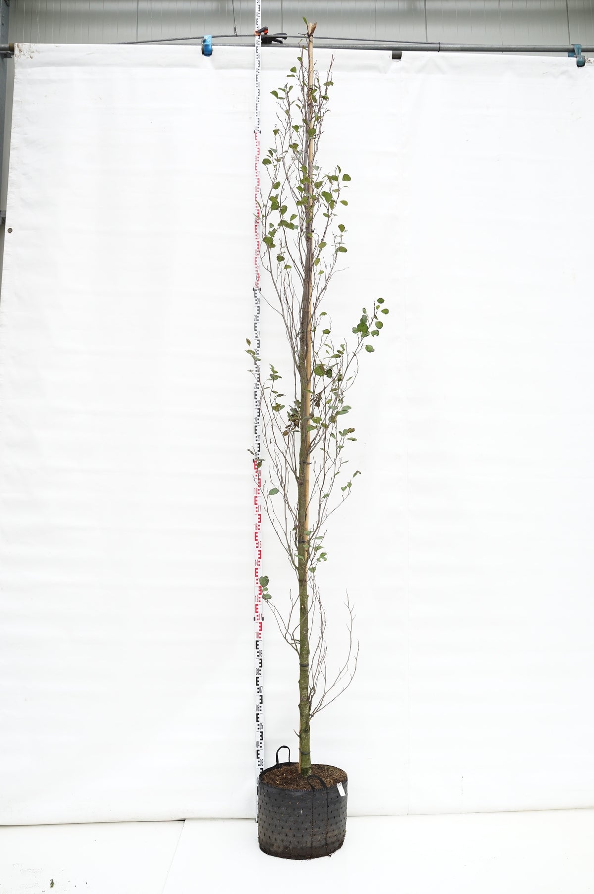 Alnus glutinosa &