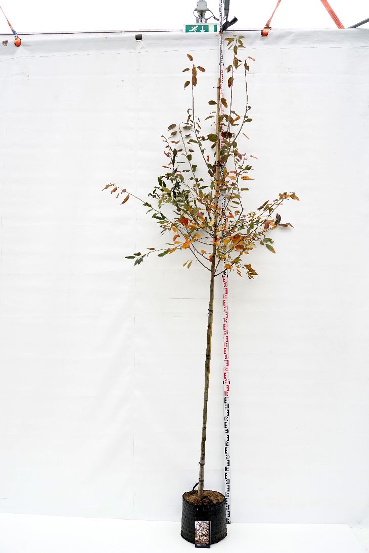 Amelanchier arborea &